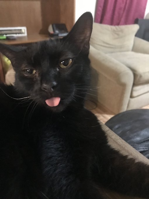Baby Jinx(left) Adult Jinx(right) she may not have any teeth anymore, but that only makes her blep more<a href="/tag/cat"class="tags"><span>#cat</span></a><a href="/tag/blackcat"class="tags"><span>#blackcat</span></a><a href="/tag/kittensoftwitter"class="tags"><span>#kittensoftwitter</span></a><a href="/tag/catsontwitter"class="tags"><span>#catsontwitter</span></a>