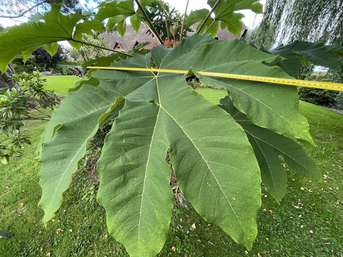 frdvil's tweet photo. I love my #tetrapanax and its big leaves!
How is yours?
Donโt hesitate to measure the leaves and let me know their size: I find them very large this year! ... around 90-100cm wide (3-3.2ft)
#bigleaves #largeleaves https://t.co/xNbzXDB5aV