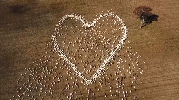 CTVNews's tweet photo. An Aussie farmer couldn't go to his aunt's funeral because of the pandemic so he arranged hundreds of sheep in the shape of a heart. https://t.co/QcFRdrJR1A https://t.co/qcbgDcH4DO