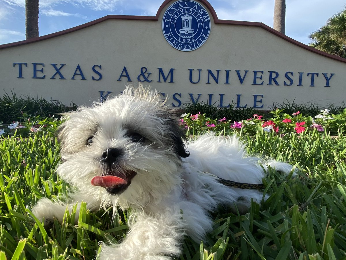 My baby Maggie <a href="/JavelinaNation/">Texas A&M-Kingsville 🐗💙💛</a> @tamuk_osa