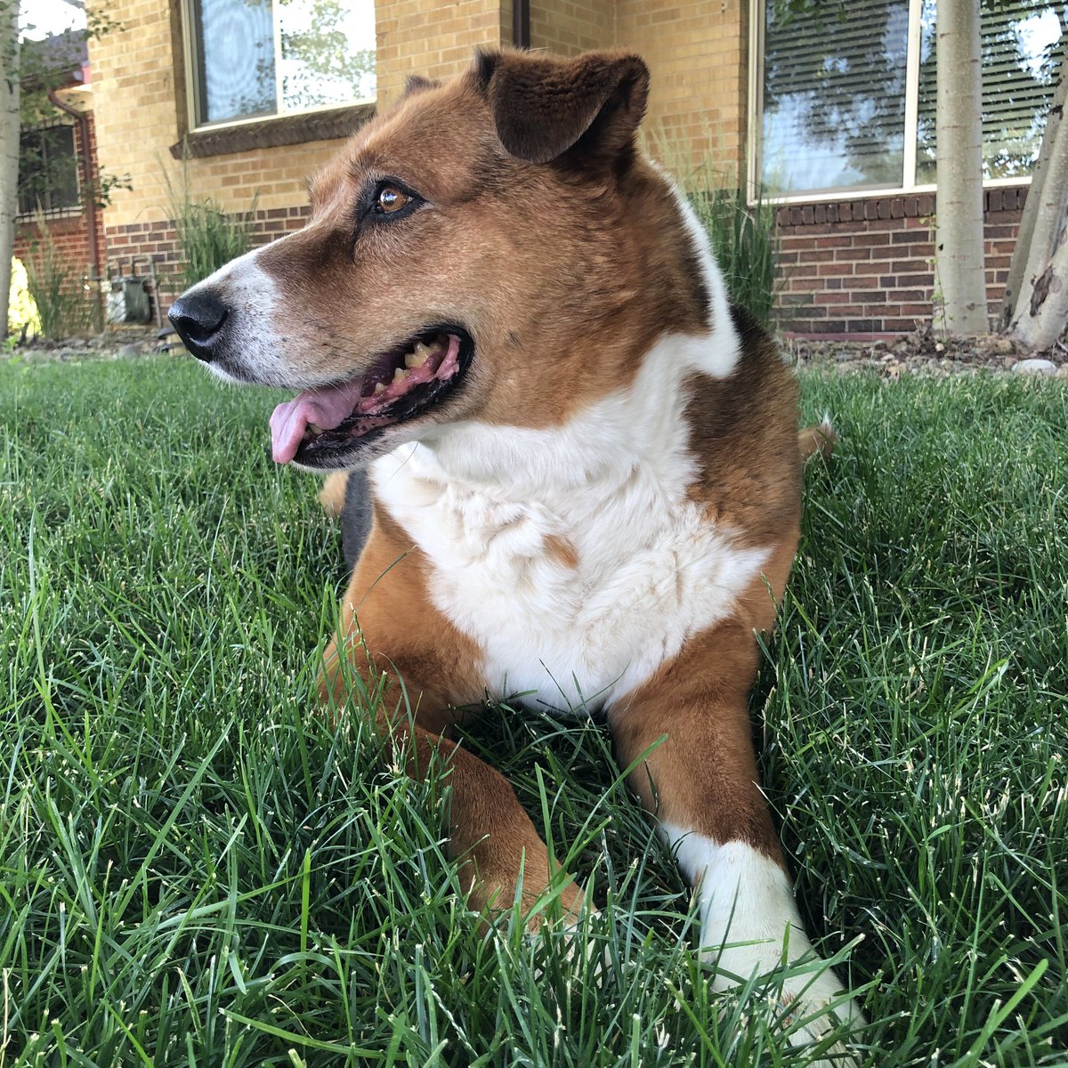 skfow's tweet photo. @dog_rates Kyra, Age 14 https://t.co/9E8Kf6c5ao
