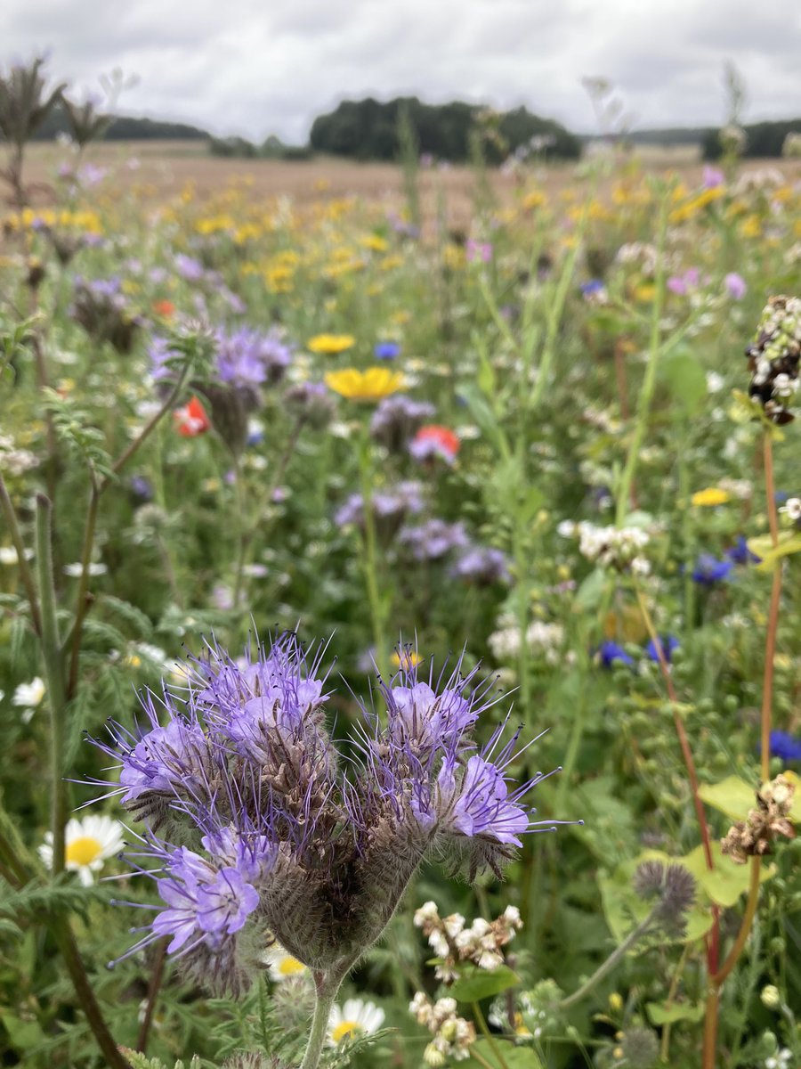 Rewilding field edges <a href="/HolkhamEstate/">Holkham</a>