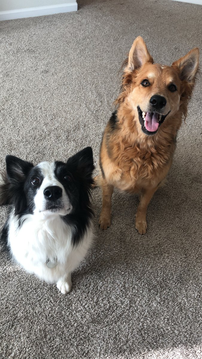 offleasheileen's tweet photo. Happy #NationalDogDay from Ringo (left) and Benny (right)! https://t.co/UYZZeEotJg