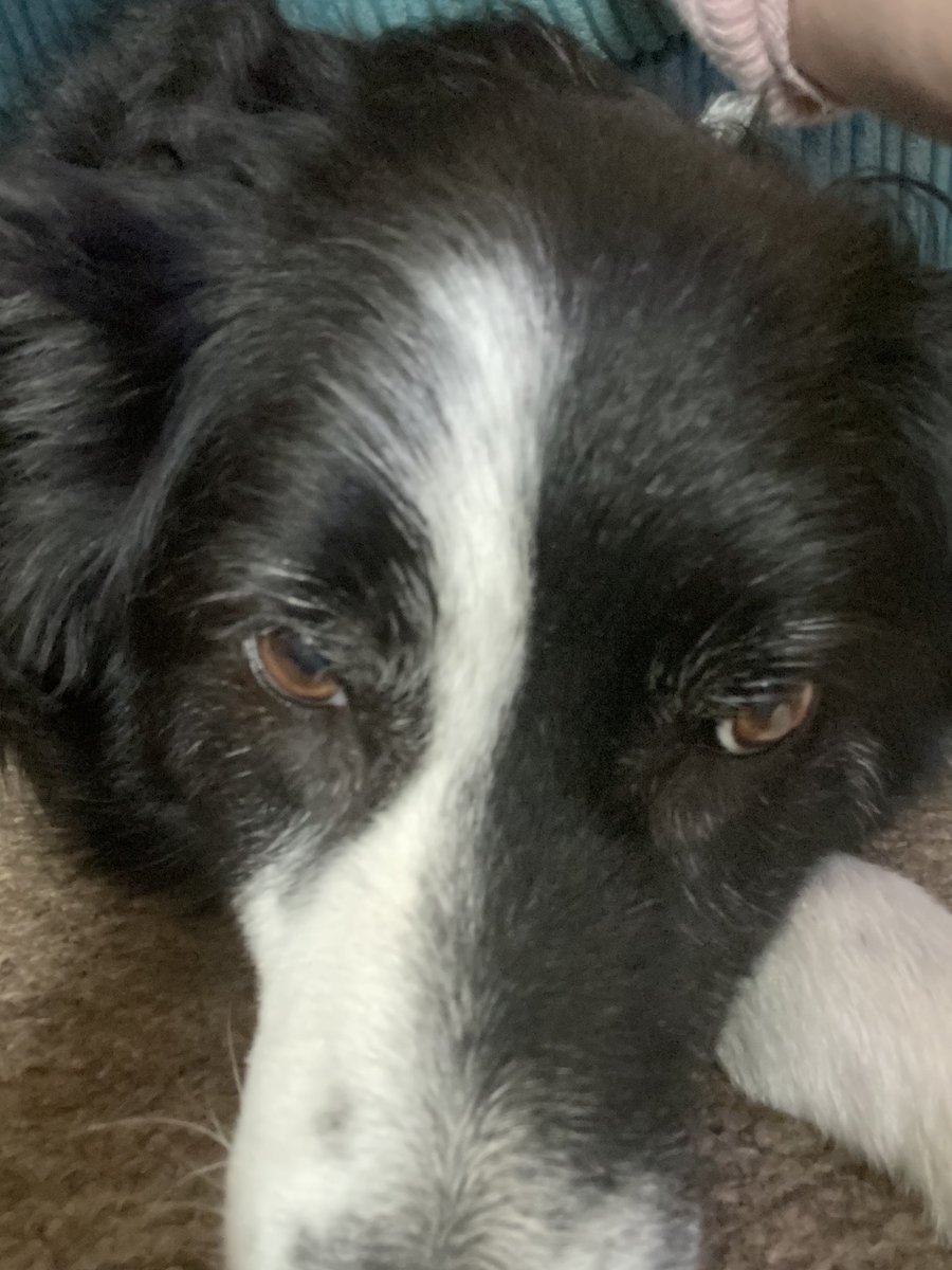 PopsnMurph's tweet photo. Happy #InternationalDogDay from us. Enjoy walking, sniffing, scratching, eating and sleeping. #BeMoreDog https://t.co/OULa2tWv6P