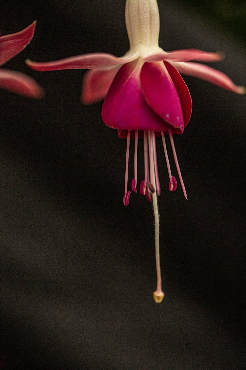 Photogaphotogr1's tweet photo. @TamronUK #mytamronstory #tamron90mm #tamronmacro photographed with Tamron 90mm Macro Lens with Canon 5D Markiii @CanonUKandIE @BBCGWLive #BBCGWLive #macro #photography #photooftheday #photographer #eventblogger #event https://t.co/aUtgKcyQ1H
