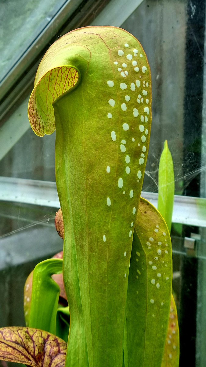 JLClements89's tweet photo. One superb S minor var. okefenokeensis 😎 #Sarracenia #Sarraceniaceae #CarnivorousPlants https://t.co/0Tkchbb86a