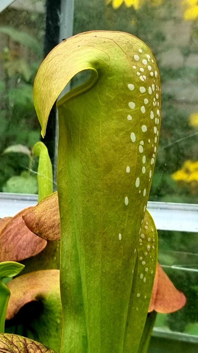 JLClements89's tweet photo. One superb S minor var. okefenokeensis 😎 #Sarracenia #Sarraceniaceae #CarnivorousPlants https://t.co/0Tkchbb86a