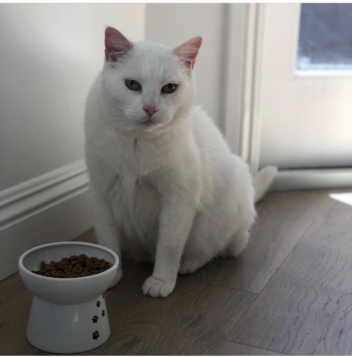 adam22's tweet photo. My cat has been acting sick for a few weeks and lost almost 5 pounds over the last year. The vet just told us he has cancer. I’ve had this dude with me for 15 years. Not sure how many weeks or months he has left. I knew this was coming but it still fucking sucks https://t.co/M9wCwt8S0t