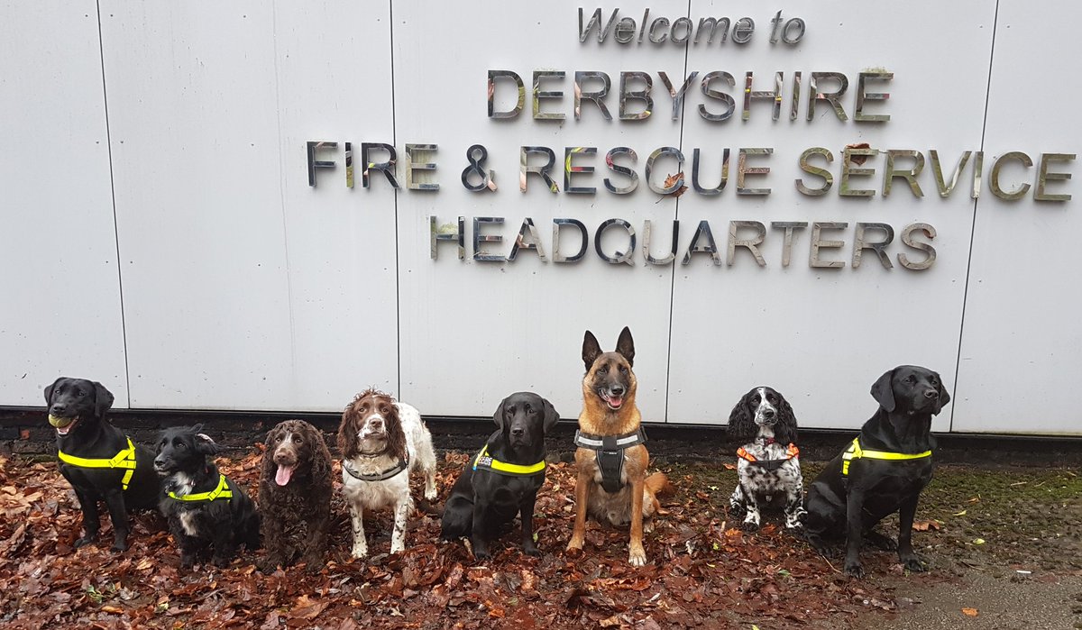MidsDog's tweet photo. What better way to celebrate #InternationalDogDay than a reminder of meeting up with all your hard working friends https://t.co/xAcP0ySXkq