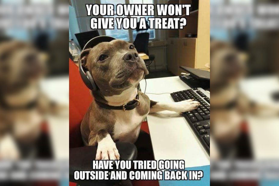 TOPdesk_NA's tweet photo. Happy #InternationalDogDay! Show your pup some love for giving you the ideal work environment with a wagging tail 🐶🦴💖 https://t.co/F9fKrX62sr