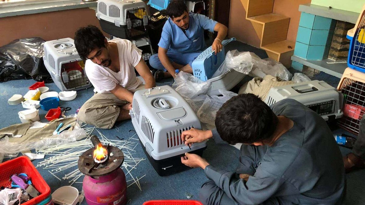 Global Sanctuary for Elephants tweet media