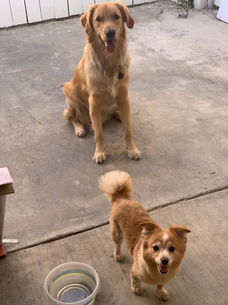 ooellehcim's tweet photo. #NationalDogDay https://t.co/T7CKoakdb9
