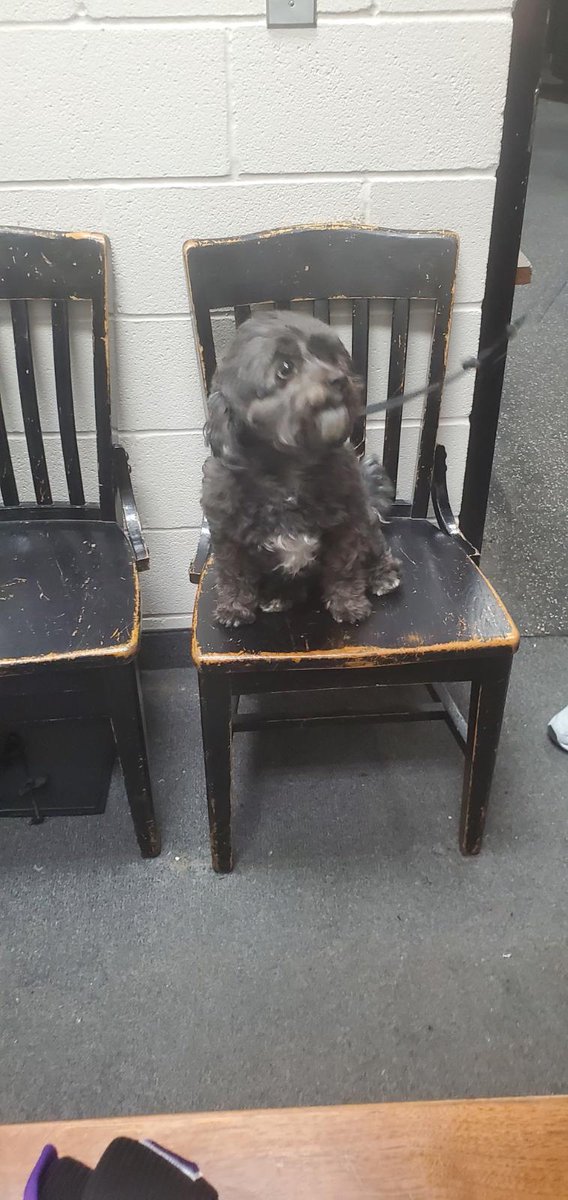 MarkKozman's tweet photo. @LoneStarBrahmas Doc's dog Coco.🐕 https://t.co/a5Zi4Jlgk1