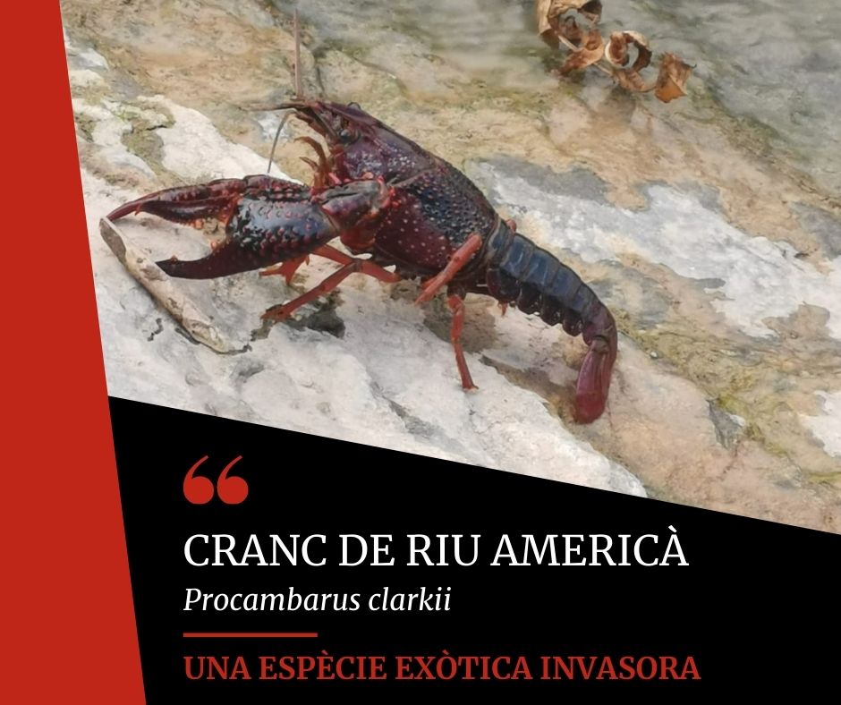 Avui passejant per #AnellaVerdaVic he trobat #CrancDeRiuAmericà. <a href="/vic_mediambient/">Vic Medi Ambient</a> 
1⃣Prové d'Amèrica Central
2⃣Depredador voraç d'espectre molt ampli (invertebrats, peixos, amfibis i plantes)
3⃣Portador d'una malaltia letal pel cranc de riu autòcton
4⃣Afecta tota la xarxa tròfica