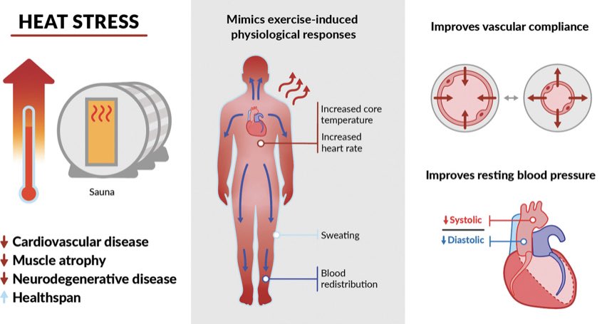 Rhonda Patrick <a href="/foundmyfitness/">Dr. Rhonda Patrick</a> has co-written a paper on the science behind the health benefits of saunas  👏 tinyurl.com/ry3z3ujr #HealthyLiving
