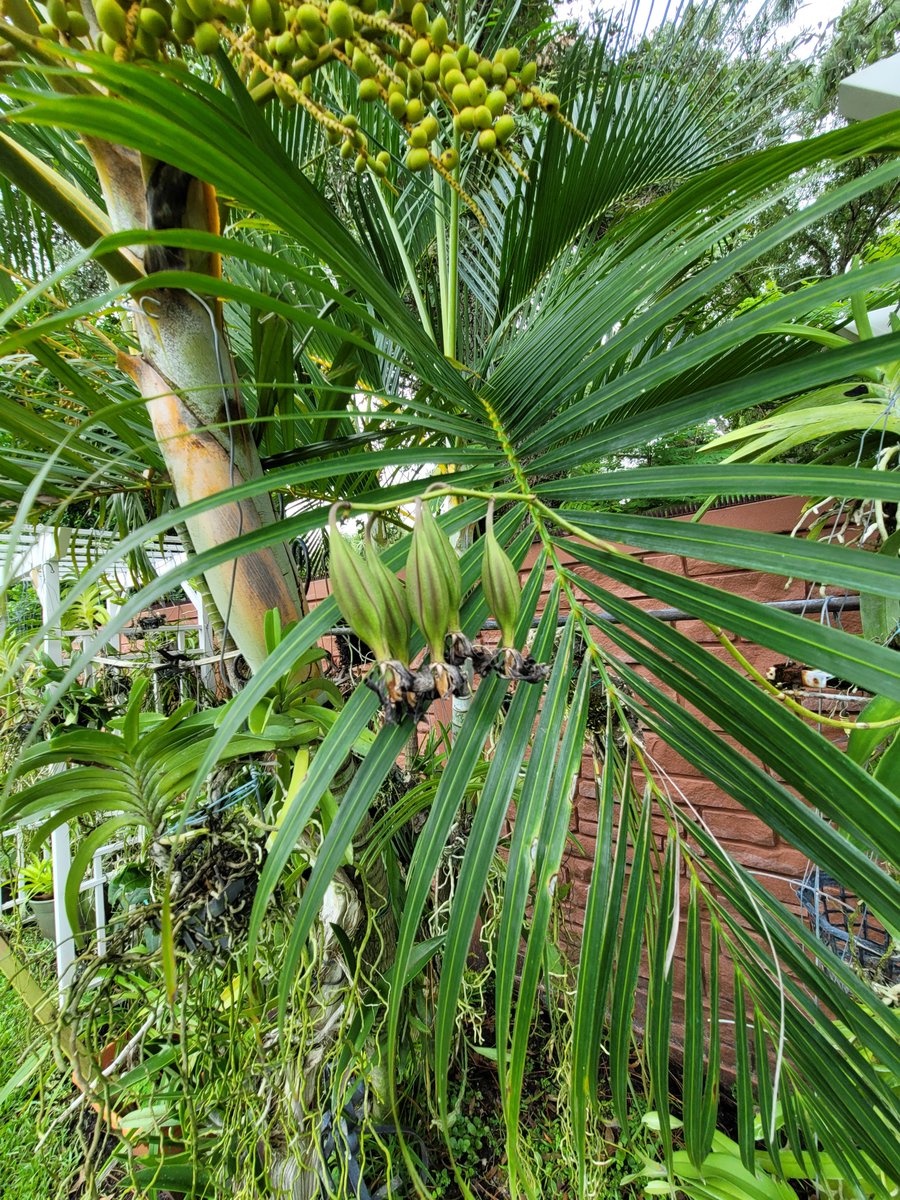 ConnieYurkus's tweet photo. Do you ever try to get a picture of one thing and end up with a cool picture of everything else? LOL #OrchidIssues #Encycliacordigeraseedpod #seedpod https://t.co/h5xQkMiKrN