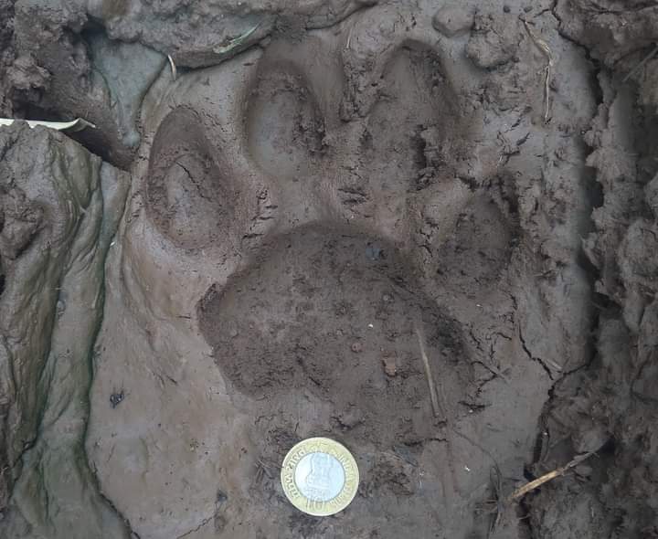 Mr_Mahadev94's tweet photo. Perks of living and working in the wilderness.
Pugmark of a Bengal Tiger (Panthera tigris).
#pugmark #bengaltiger #bigcatsofindia #indianmammals #wildlifetracking #wildlifeconservation https://t.co/My5a0e9qko
