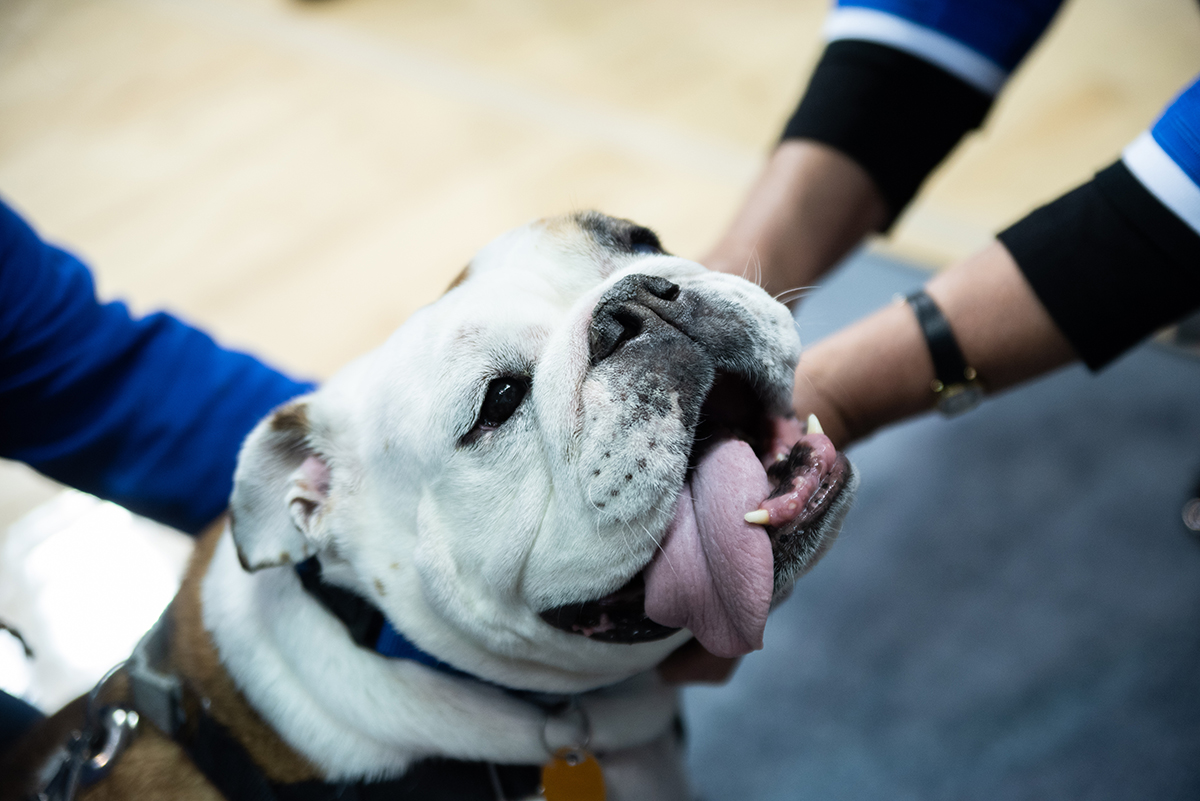 UNCAvlBulldogs's tweet photo. #HappyInternationalDogDay everyone! https://t.co/1SU9DrRrkp