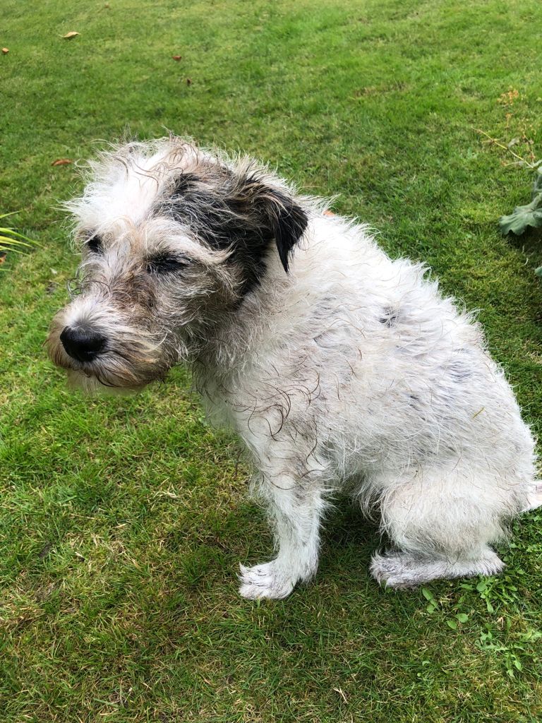 BucklandAl's tweet image. Had a bath then a roll in the dust especially for #InternationalDogDay