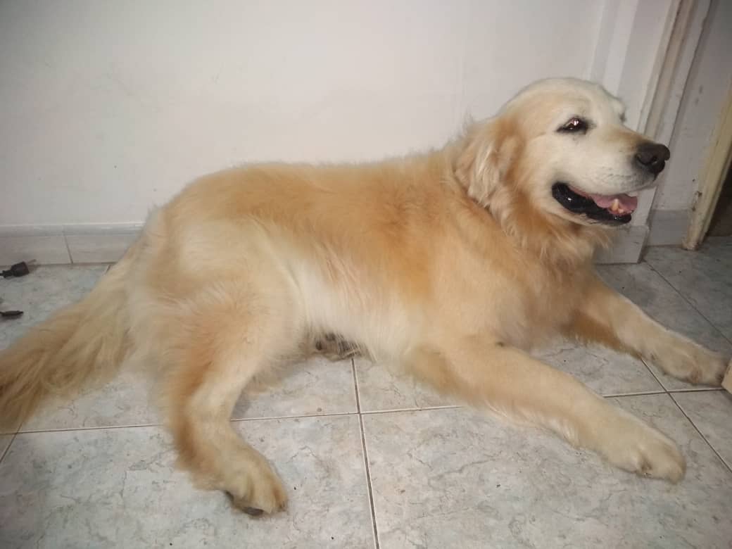 Hola. Éste es mi perro Tommo. Tiene un mes perdido por la zona de Tibroncito en el Junquito. <a href="/PerroUsuario/">PerroUsuario Wof '•'</a>