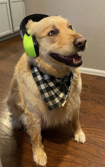 Westone's tweet photo. Happy #NationalDogDay! We love a Westone pup with #earprotection! Nugget is ready for the vacuum. https://t.co/6EMrjerl4w