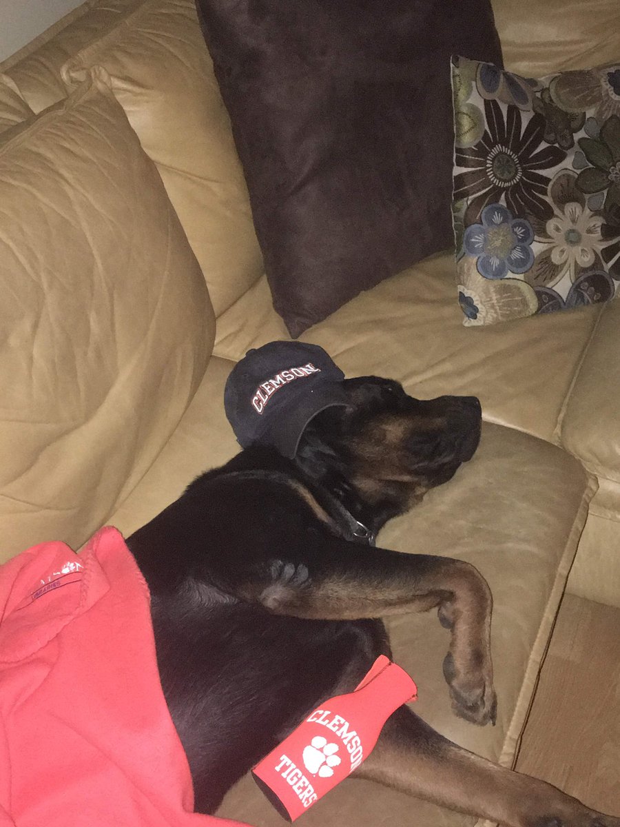 TBinnix's tweet photo. #NationalDogDay #Clemson https://t.co/KOqrsdbPgo