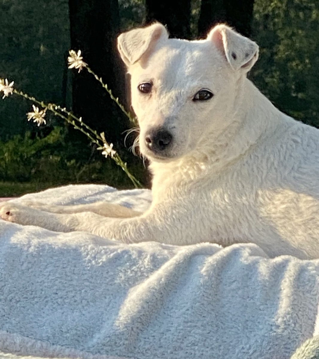 ChristopheDechavanne perso tweet media