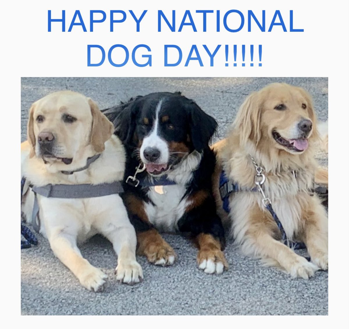 CPD Therapy Dog Unit tweet media