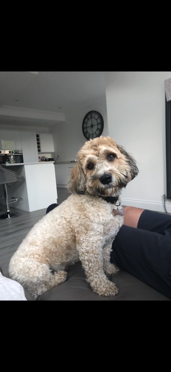 #InternationalDogDay 
Meet our Buster.
What a handsome, cheeky chappy you are … 💙