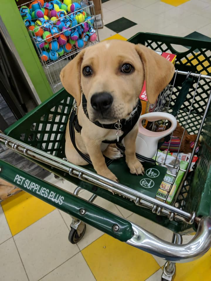 StratFS's tweet image. An appreciation post for our paw-some Strategic pups! Happy National Dog Day! #NationalDogDay 🐾