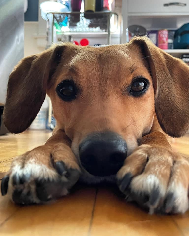 StratFS's tweet image. An appreciation post for our paw-some Strategic pups! Happy National Dog Day! #NationalDogDay 🐾