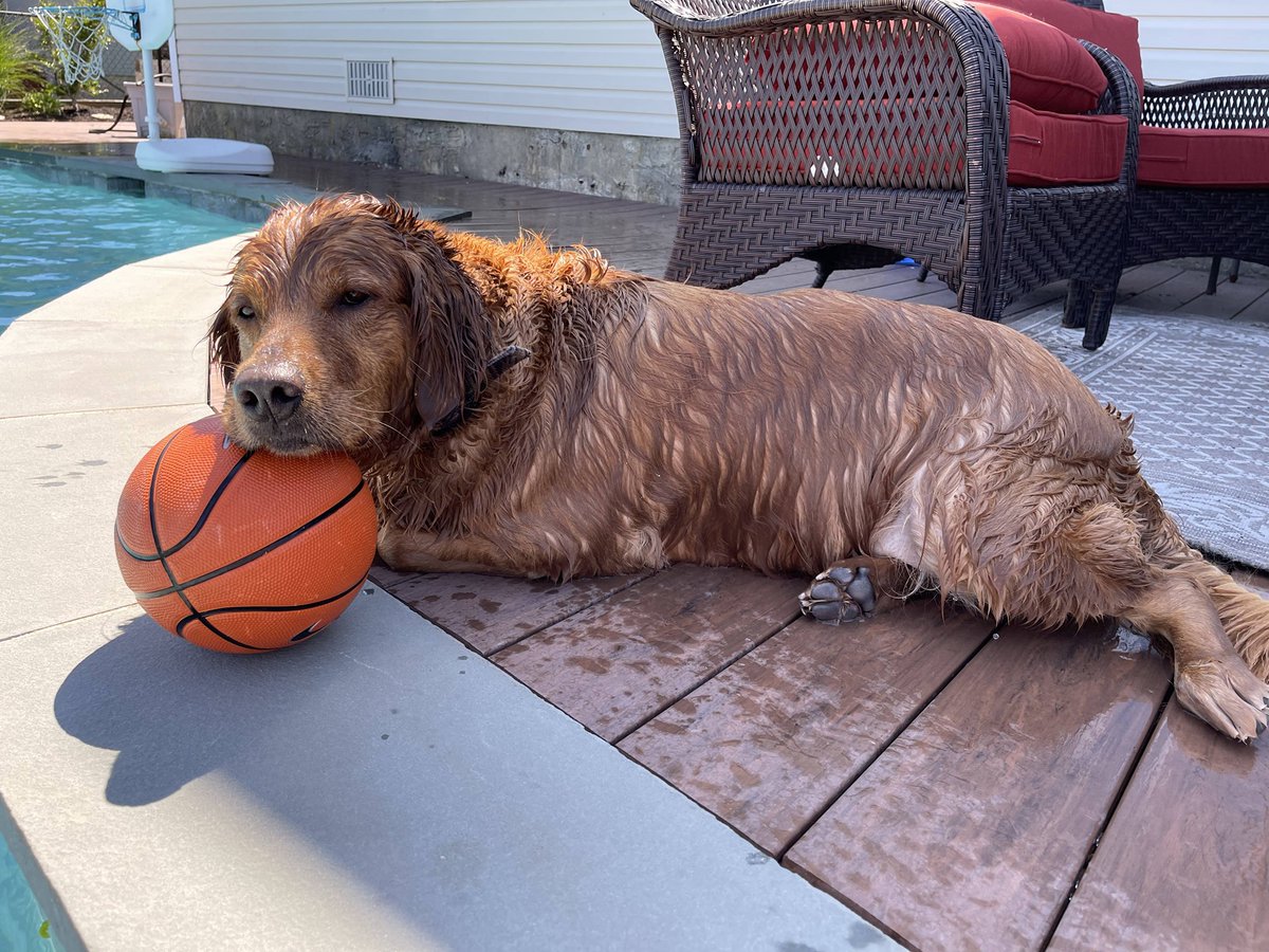 StratFS's tweet image. An appreciation post for our paw-some Strategic pups! Happy National Dog Day! #NationalDogDay 🐾