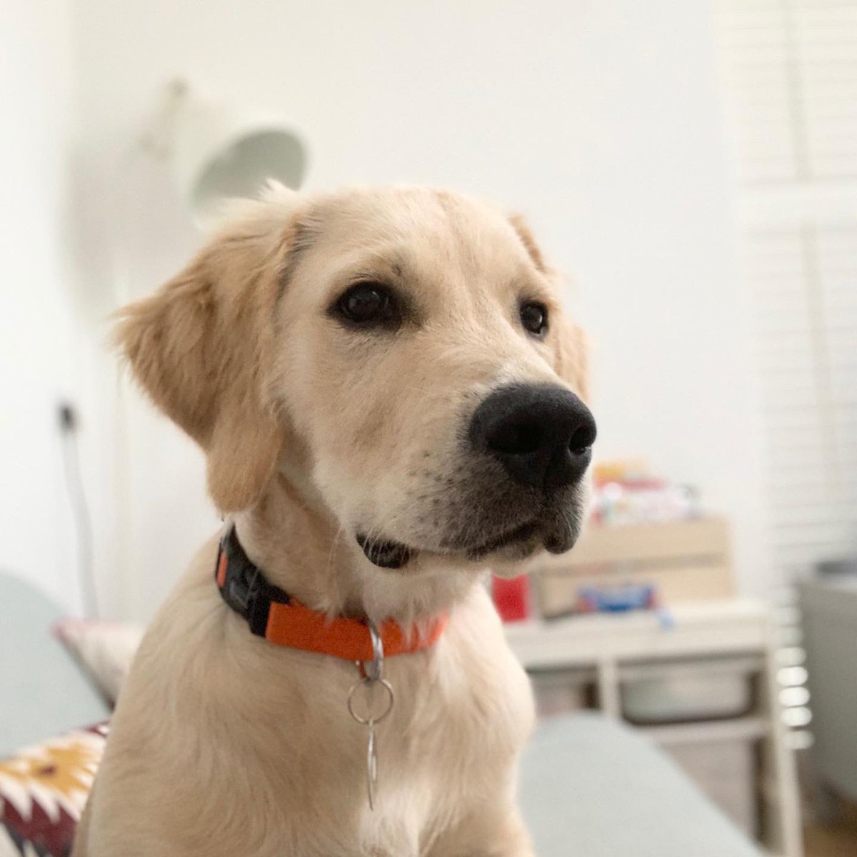 sj_micklewright's tweet photo. Growing up fast….🐾💙
•18 weeks old 📆
•Partial to a hydrangea 🍃
•Stealthy dining table moves 😂
•One amazing bond with Noah 🥰
#wreckitralph #goldenretriever #dogsforautism #therapydog #WorldDogDay #CYPAS https://t.co/aPZ9YphY1P