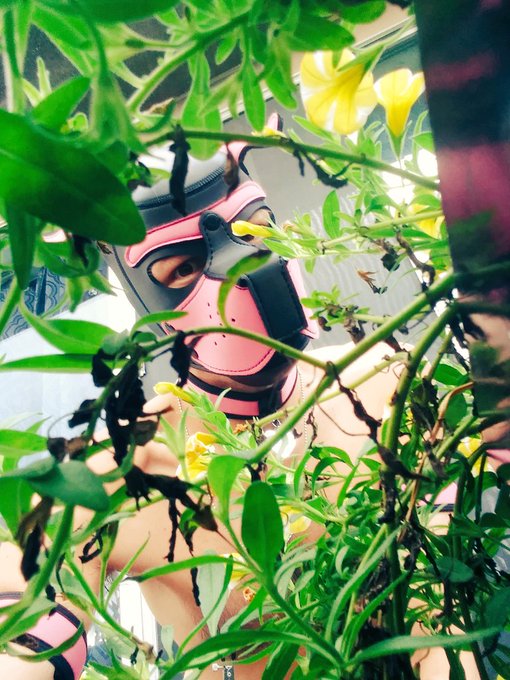 Pup loves his flowers!!! 🐶❤💐 #humanpup #gaypup #puppyplaycommunity #petplay #gaypride #pinkpup #neoprenepup<a href="/tag/humanpup"class="tags">#humanpup</a><a href="/tag/gaypup"class="tags">#gaypup</a><a href="/tag/gaypride"class="tags"><span>#gaypride</span></a><a href="/tag/petplay"class="tags"><span>#petplay</span></a><a href="/tag/puppyplaycommunity"class="tags"><span>#puppyplaycommunity</span></a><a href="/tag/neoprenepup"class="tags"><span>#neoprenepup</span></a>