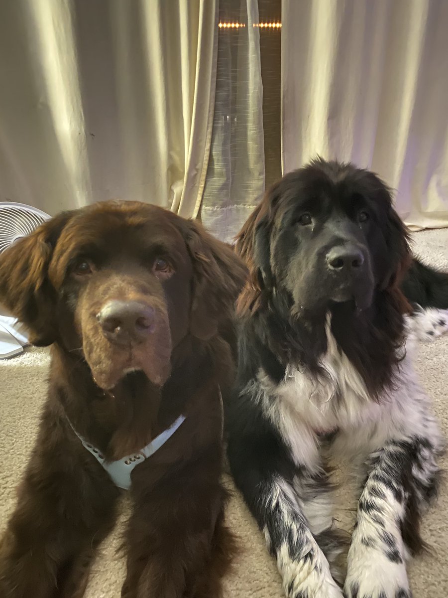 GrantNakano's tweet photo. @dog_rates @dog_feelings Happy National Dog Day from Kuma and puppy Misha! https://t.co/lTMhrxCnm2