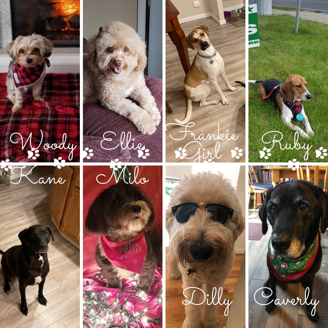 EnvironmentOne's tweet photo. Bow Wow- now these are some good dogs! Here are just a few of our E/One associates doggies on #NationalDogDay. #goodboys #andgirls https://t.co/EUNSSvAe0F