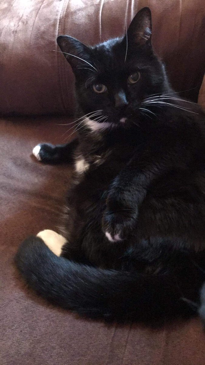 crazyquantum's tweet image. It’s really unfair that cats live less time than people. I will miss you Martini. You were the best cat anyone could have ever asked for.