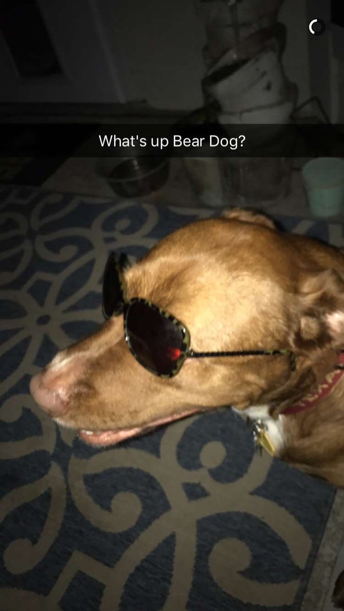 Happy #InternationalDogDay to the coolest dog I know!  We love you, Mr. Bear!