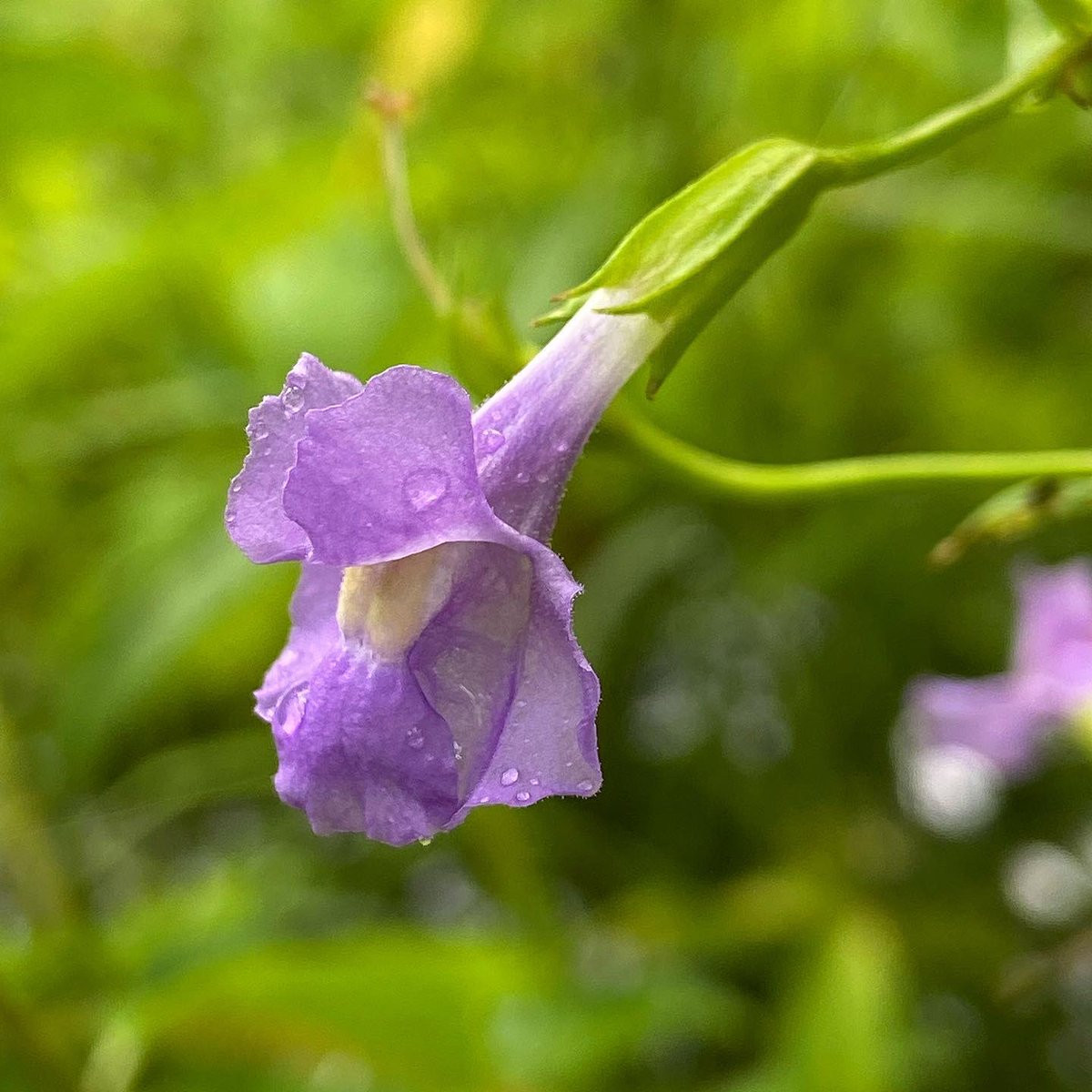 alex ebert tweet media