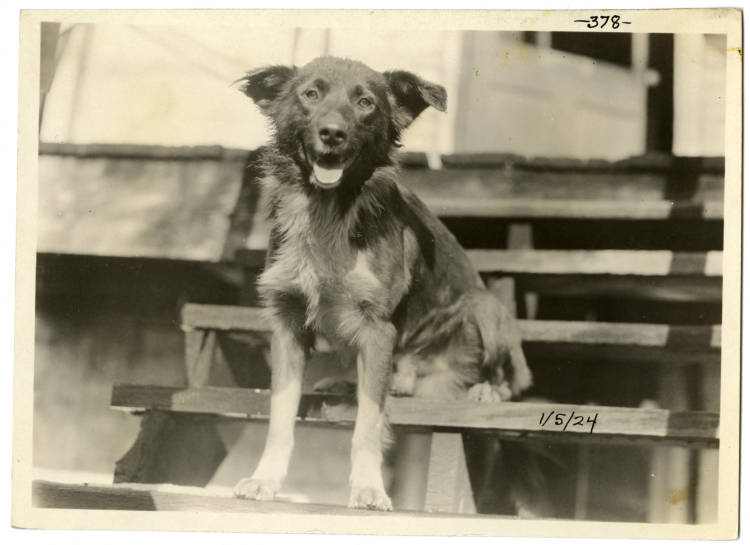 KyHistSoc's tweet photo. Today is debatably one of the best days ever... it's #NationalDogDay! Drop a picture of your fur baby below so we can all give them a virtual pet (like). https://t.co/Pil7YKiUDT