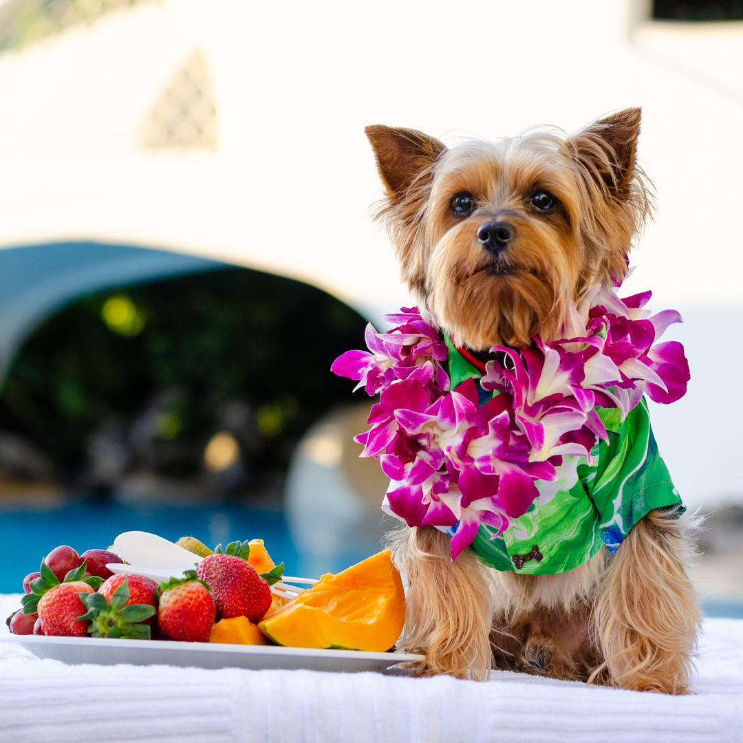 FairmontKeaLani (@fairmontkealani) on Twitter photo Don't forget your furry friends need a little R+R too... Happy #NationalDogDay!
📸 <a href="/pixiebugstudio/">June K. Harper</a> Don't forget your furry friends need a little R+R too... Happy #NationalDogDay!
📸 <a href="/pixiebugstudio/">June K. Harper</a>
