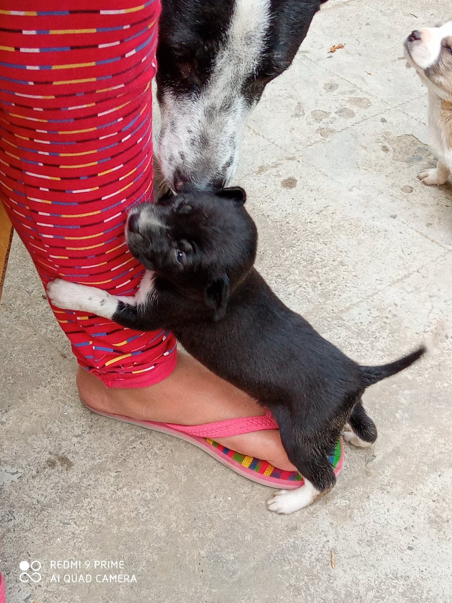 Abhadra7's tweet photo. On this #internationaldogday, cheers to our #freeranging dogs. May they prevail, in spite of us, among us. #straydogs #DogLab @caninecognition @bharedogguy @alexacapra @DogUmwelt @DTScholars @DoUBelieveInDog @dogsciencesays @Dognition @RamanSpoorthy https://t.co/ppf0vTl99K