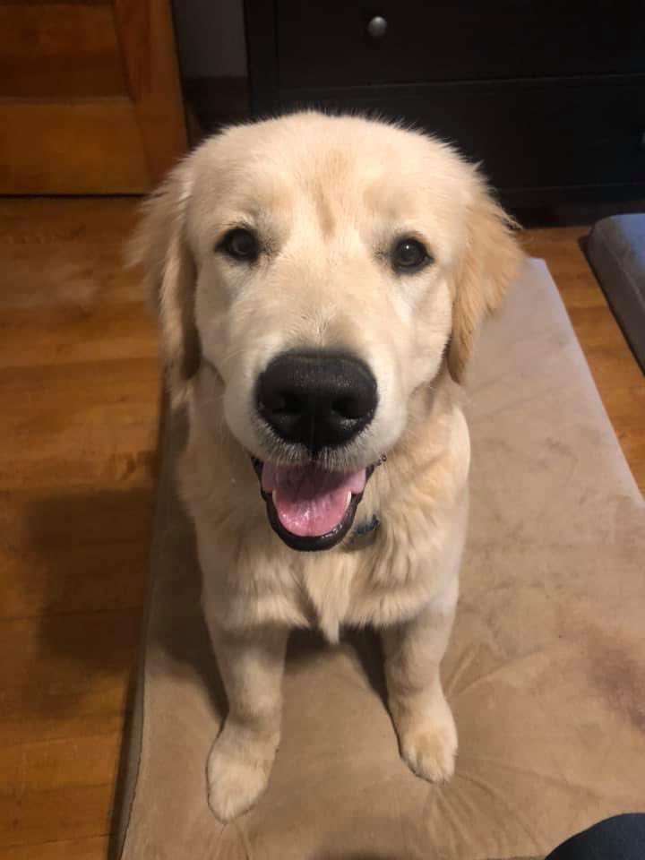 kelli_stott's tweet photo. @dog_rates Remi https://t.co/Kaq5jK4ncG