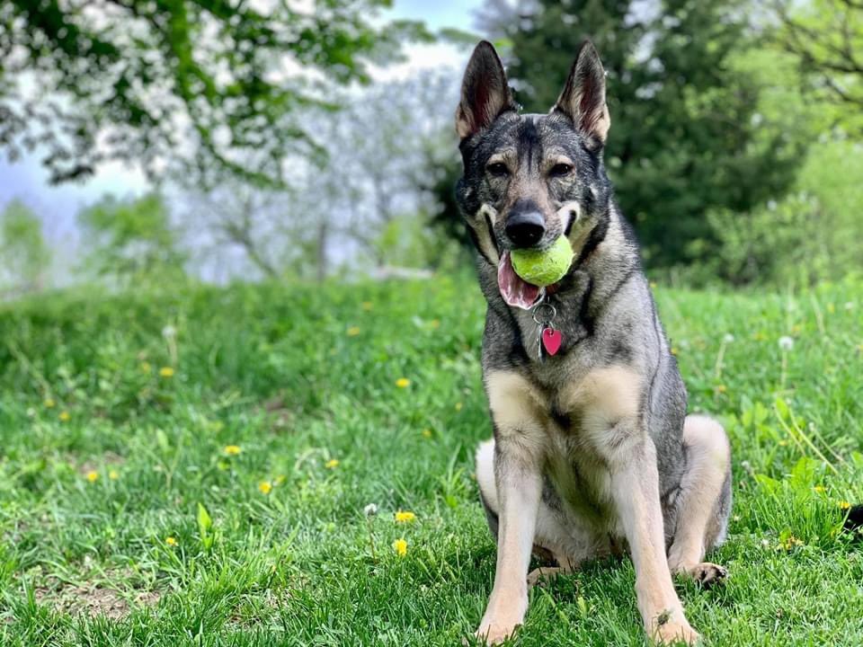 kelli_stott's tweet photo. @dog_rates Anni https://t.co/zmDe4yQGcU