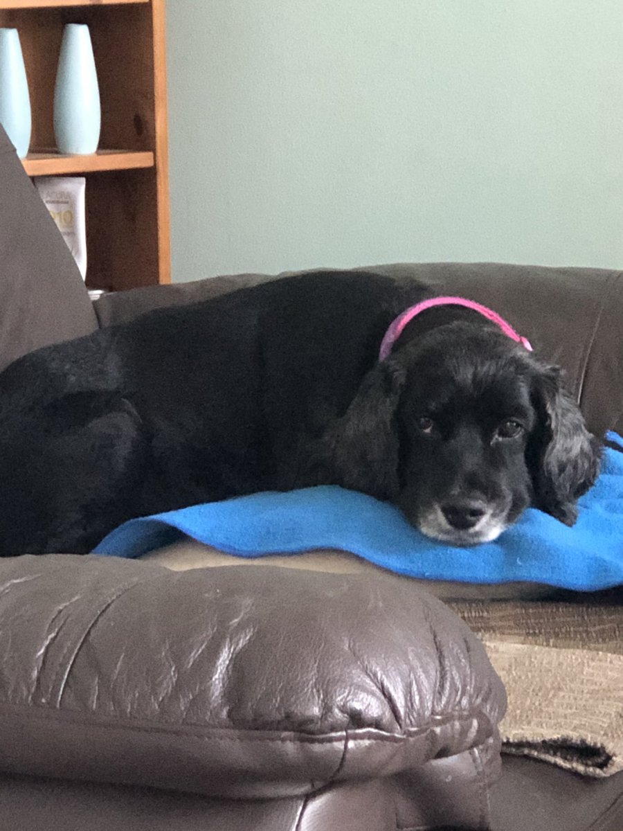 #InternationalDogDay 😍🐶