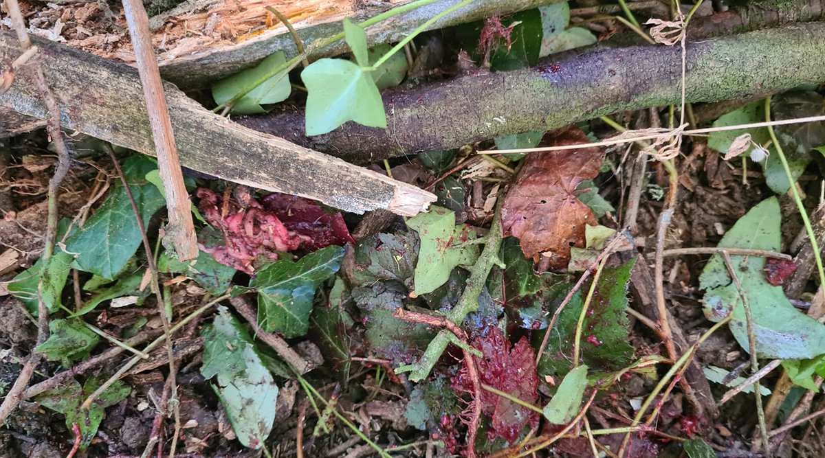 #BREAKING: The Blackmore and Sparkford Vale Hunt have just killed a fox in front of saboteurs whilst cub hunting this evening.

Sabs were assaulted by terriermen as they attempted to stop the kill.

More to follow.