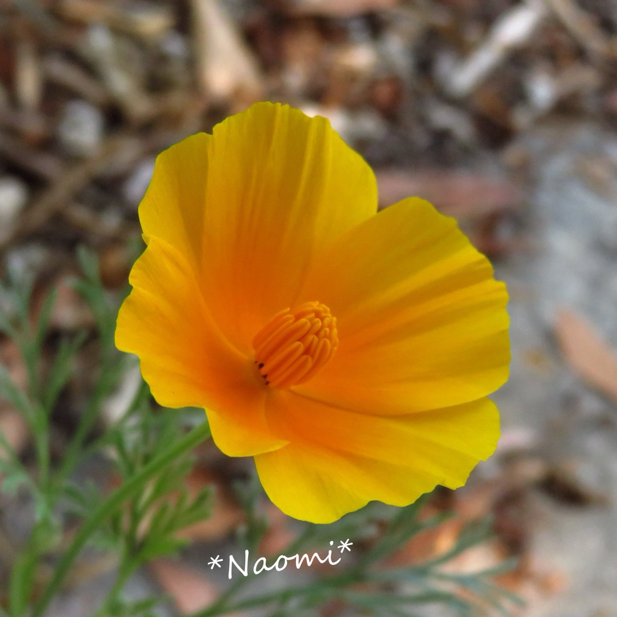 なおみ Los Angelesで写真とピアノ おはよう 18 34 今日は暑そう 今日は ハナビシソウ別名 カリフォルニアポピー で州花です 北アメリカ西部原産 日中に開き 夜間や雨天は閉じる性質があります 朝9時に撮りましたが 左はこれから開くのかな