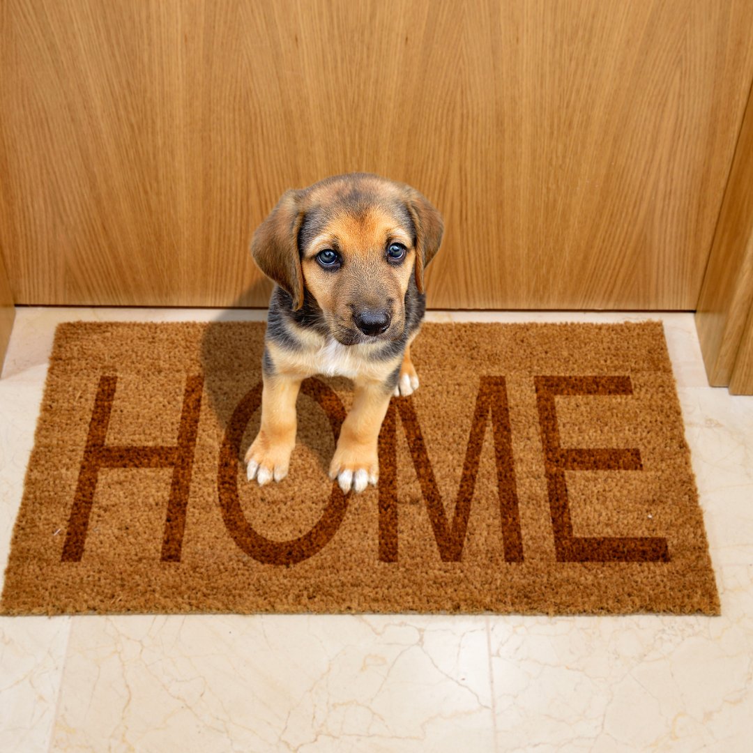 Happy #NationalDogDay! Discover the best dog friendly vacation rentals across the US. Bring your best friend on your next vacation. We have hundreds of dog friendly rentals to choose from, perfect for your next adventure.