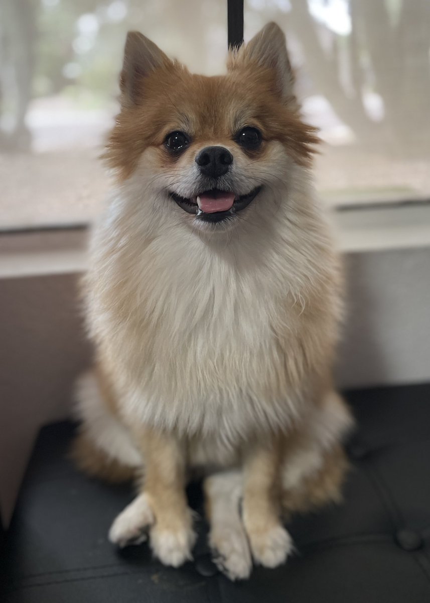 MoxiTheFoxi's tweet photo. #HappyInternationalDogDay2021 to my sweet little fluffy girl! 🦊 https://t.co/WBsKfNFAxq