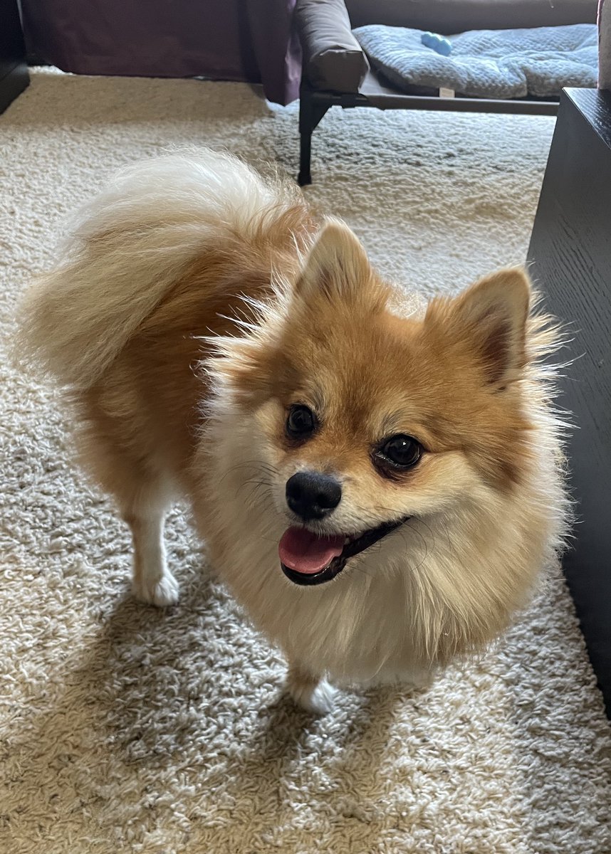 MoxiTheFoxi's tweet photo. #HappyInternationalDogDay2021 to my sweet little fluffy girl! 🦊 https://t.co/WBsKfNFAxq